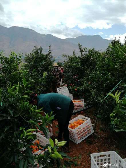  和沃■云南丽江全丽以赴支援湖北武汉 325吨猪肉土豆和沃柑发往