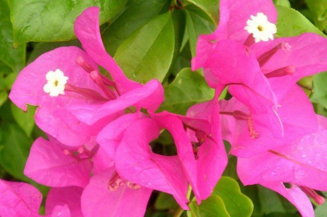  「试试」在家养花总是养不活，试试这些花草，易成活生根快，开花爆满
