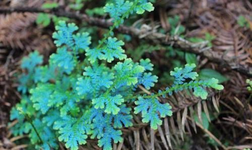 #适合#不想在院子里种草坪,这些观赏花很适合,光照充足和遮阴处都能养