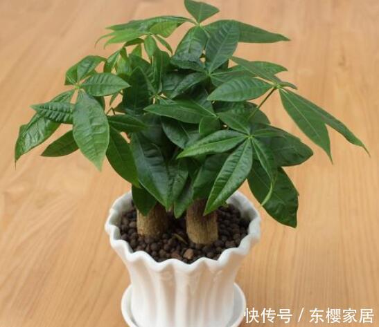『寓意』客厅养花,首选“3种花”,个个寓意好,养一盆家兴财旺!