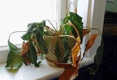  「盆栽」盆栽植物叶片突然变成褐色，突然死亡是什么原因