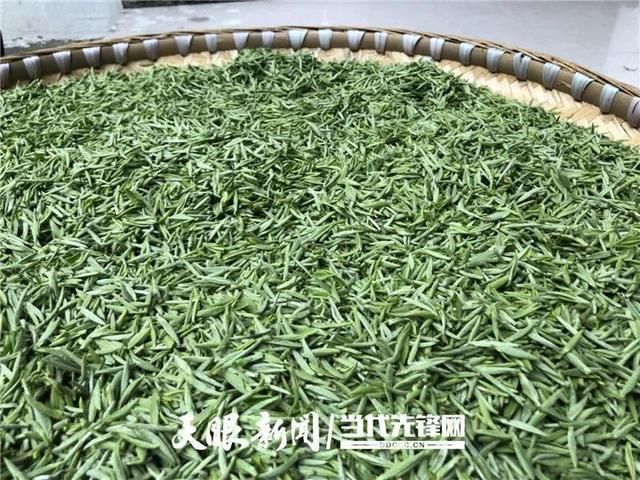  『正安县』正安县大堡村：荒山变茶山 长出“致富芽”