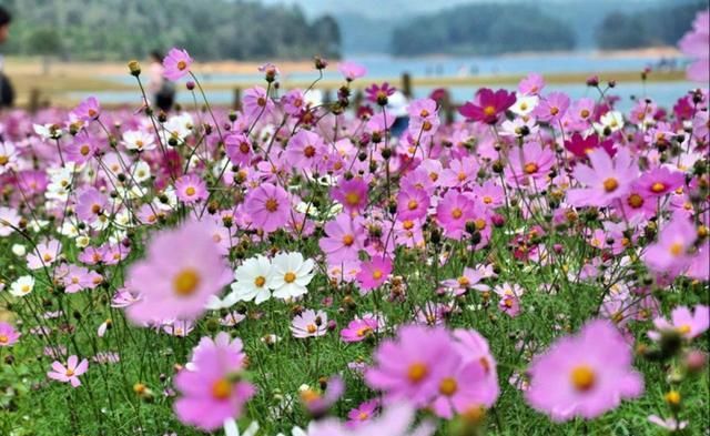 比青岛慢,比厦门小清新,广东这座小城不出名却是拍照胜地