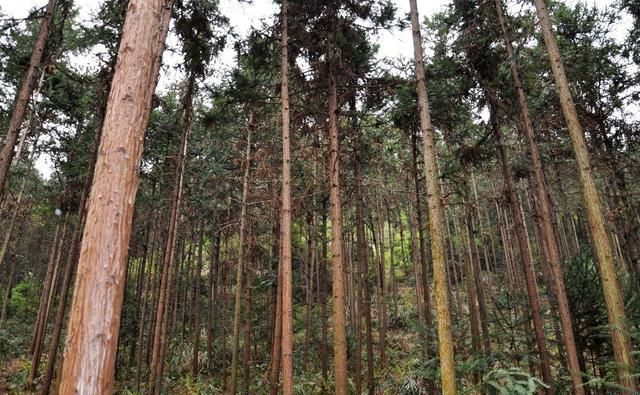 同样是木结构, 巴黎圣母院与中国古建筑有什么不一样?