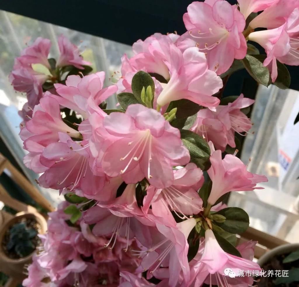  夏季|夏季怎么给杜鹃花盆栽施肥？忽略3个施肥小妙招，稍不注意就黄叶