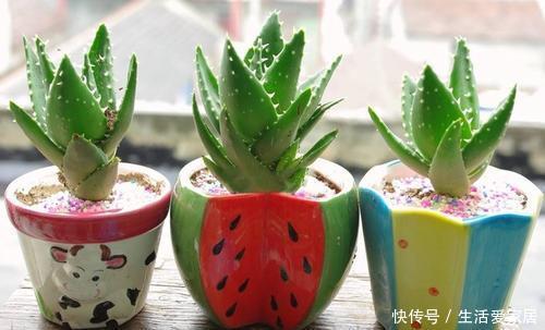 家里|家里万万要养这4种植物,家人身体会越住越健康,聪明人一眼就懂