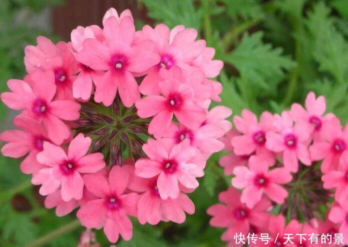 『热开』3种花,喜欢晒太阳,天气越热开的越旺,夏季养正合适