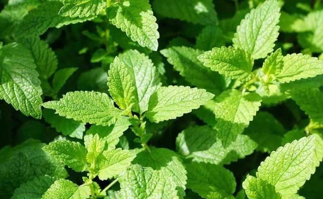  『植物』天暖养这3种花，青翠的叶片散发清香，装饰环境好还能驱蚊