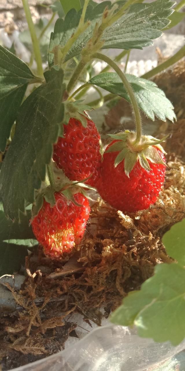  到花盆里：养花高手种水果，1粒种子撒土里，呼呼长出小森林