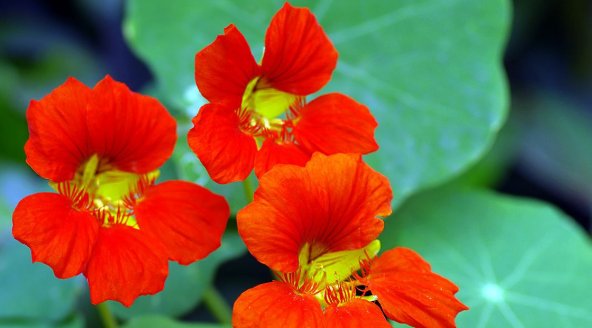  [立夏]这5款花卉，立夏就“开花机器”，春意盎然，繁花似锦，绚丽多彩