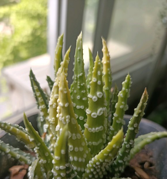  植物|硬叶十二卷，比多肉还火的植物，好养不烂根，颜值高价格低