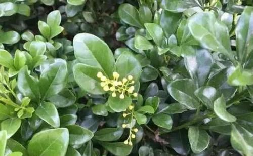 水里■绿化带里剪根枝，丢水里7天就生根，1个大花盆还装不下！