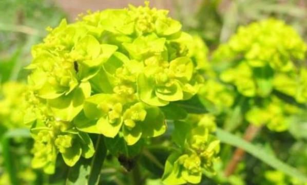 农村有种野草叫黄金叶，从前不受农民待见，如今却发现其价值珍贵