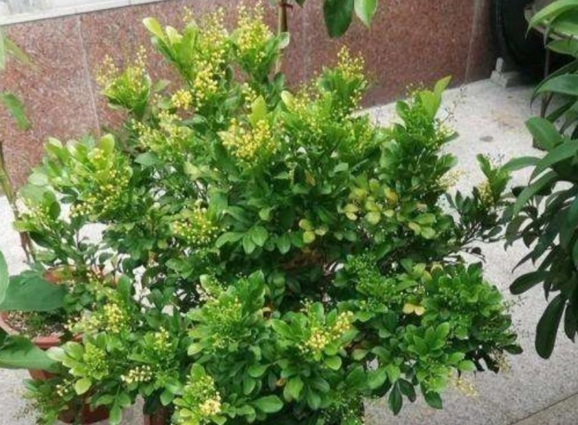  「生长旺盛」这“5种”花,再喜欢也要“狠狠晒”,越晒越开花,香味越浓郁!