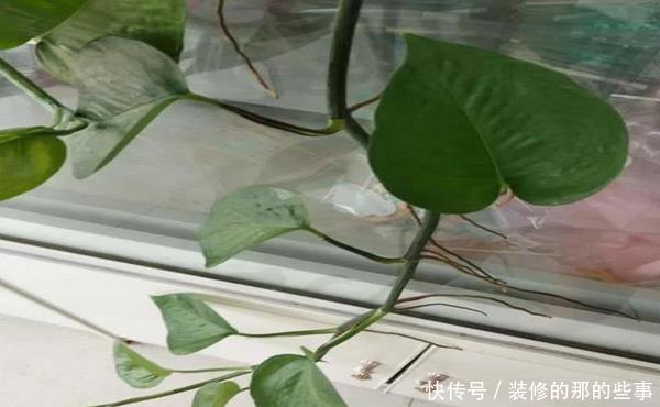  『长出气生根』茎秆上面长胡须，到底剪不剪？让专家来告诉你答案！