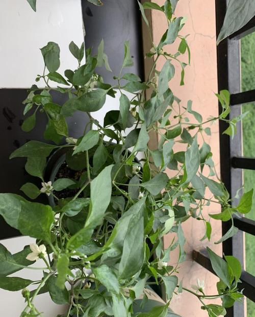  【辣椒】在家养辣椒，花朵色彩鲜艳很好看，不结果怎么办