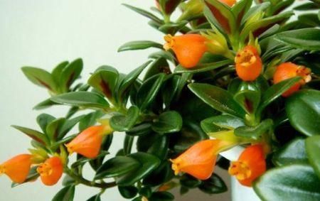  『艳丽』在家中养喜欢的花卉，就选花色艳丽，长势茂盛的3种花卉，太美了