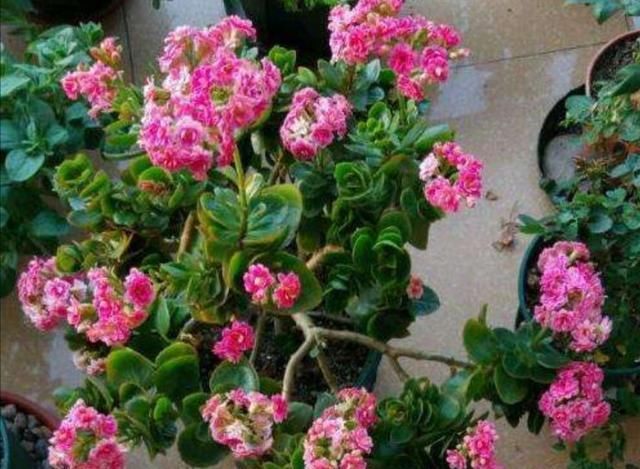  「生长」掌握长寿花的修剪方法,让长寿花花开满枝头!