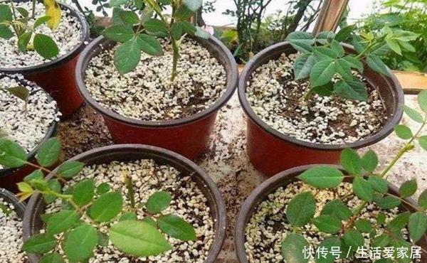 「插穗」扦插生根难?教你“5点”小技巧生根快成活高,但后面没想到