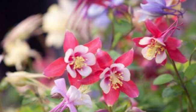  【名字】这3种花名字虽土，花朵一个比一个好看，就是没人敢在家里养