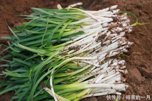 农民不种玉米种它，亩产4000斤，一斤4元以上，收入比玉米提高4倍
