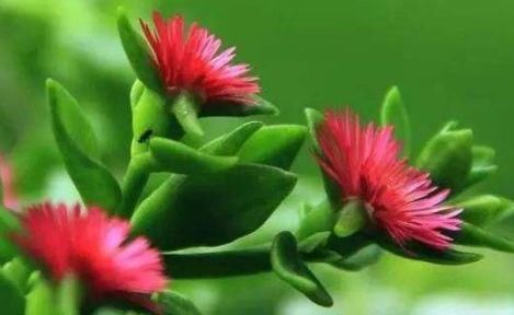  【试试】喜欢菊花，不如试试“优良玫瑰”金香玉，开花爆盆，高贵优雅！