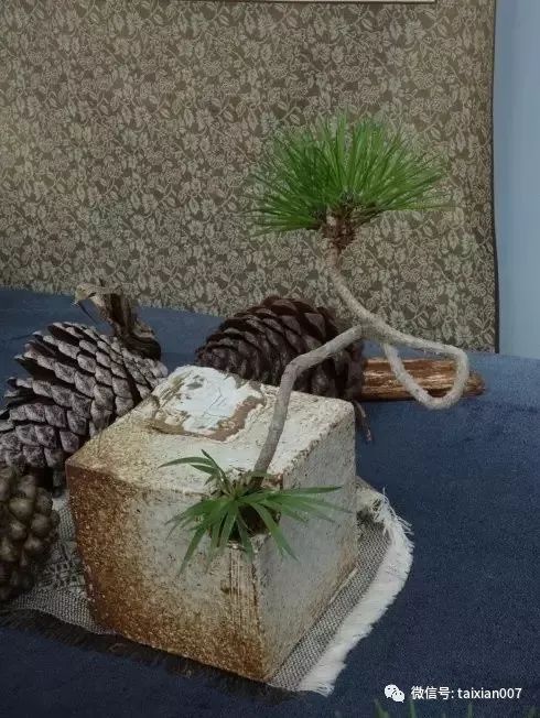 微盆景:把玩古朴的雅趣