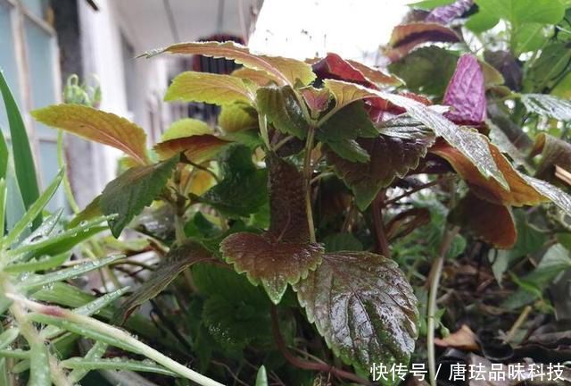  花盆@春天来了，酸咪草都开了，紫苏都种活了！