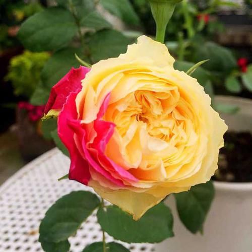  「此花有很高」喜欢养花的中老年人有福了，试试这几株花，花香四溢飘香伊人