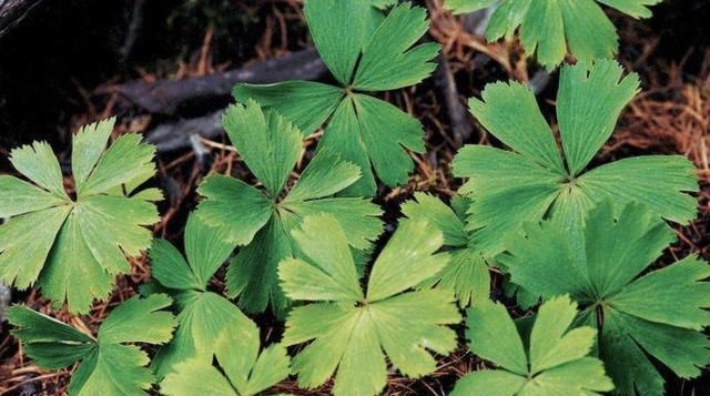 『珍贵』潮湿的河边，生长着1种“独叶草”，8厘米高，能当盆栽，珍贵！