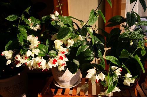  『养花』养花选这几款，植株低矮，花多易爆盆，美观大气，花开美成小花园