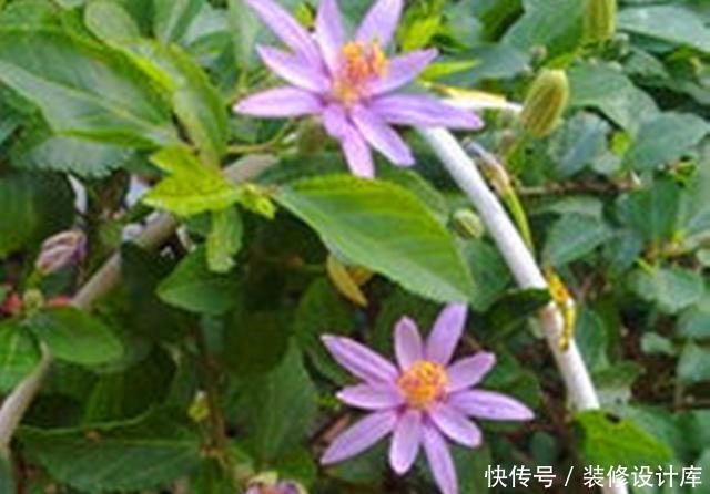 『水莲木喜欢』此花被称为“树上的睡莲”,养护好全年叶片常绿,四季开花