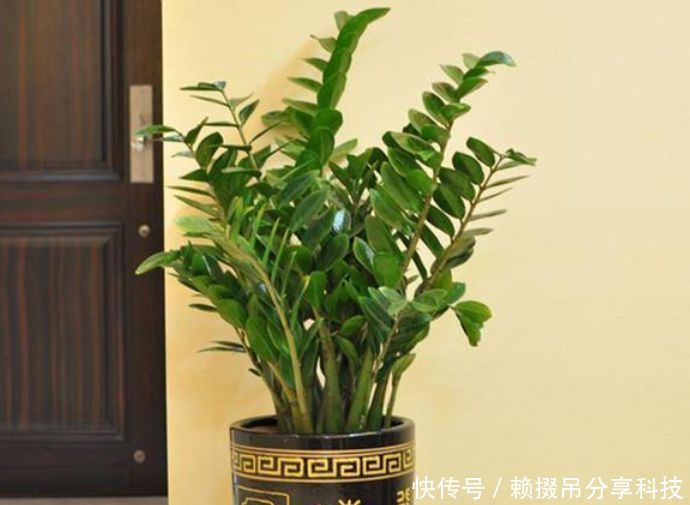  #油绿#超好养的“4种花”，人人都喜欢，叶子油绿，花朵漂亮！