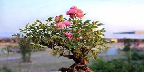 【春天】养花,这两种盆栽要下“死手”,越剪越旺,害虫压根不敢来!
