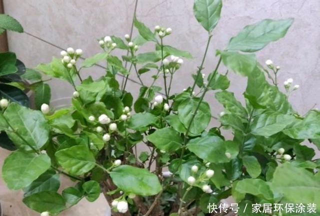  『磷酸二氢钾』精心养护的茉莉花只会长叶不开花？缺虐待，2招助你实现花香满屋