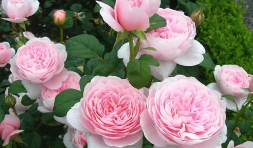 「枝条」这种花号称开花机器,折根枝条插土里就生根,30天长出一大盆!