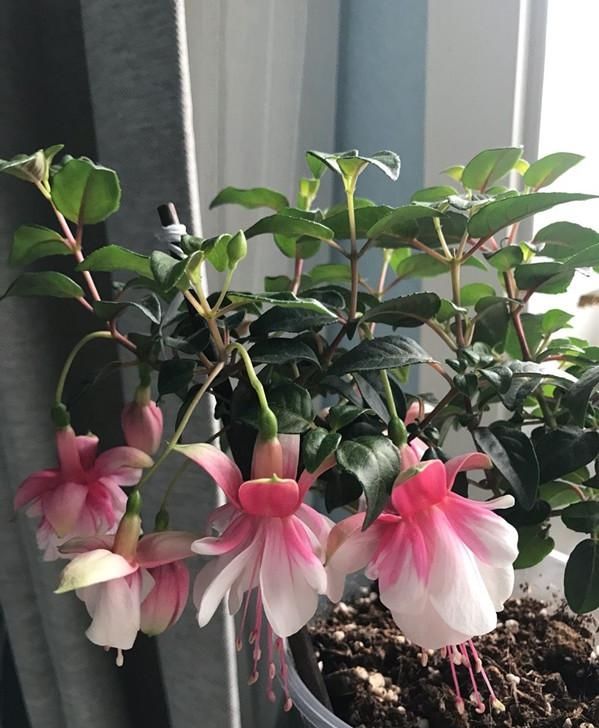  『吊钟海棠』此款世界名花，花朵奇特美丽，花期超长，扦插就能活，是盆栽佳品