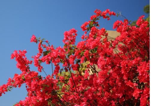  『牢记』三角梅开花稀疏，牢记4个“催花”手段，植株旺盛，花朵压弯枝