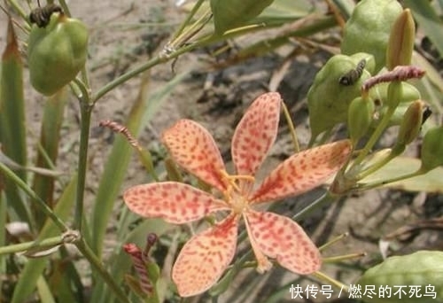 人称■山坡下的1种“野草”,人称“乌扇”,挖回家养,比月季美,珍贵