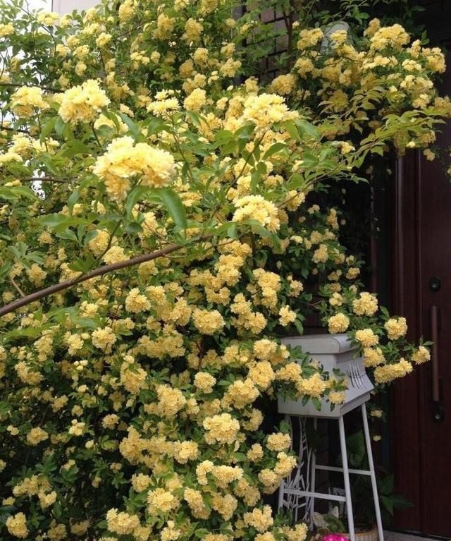 『香喷喷』院子想要香喷喷,此花种几棵,一年开花100多天,比茉莉花还要香