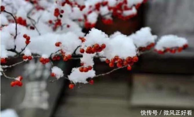  [雷电]七度灶是花亦是果，雷电树坚固不懈心