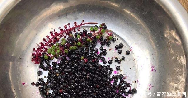 农村娃曾把它当玩具,现在农民称它“土人参”,城里每斤将近7元！