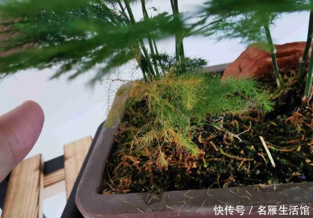  【养花】家庭养花，叶子发黄打蔫，问题在这“6点”，多数花友都做过