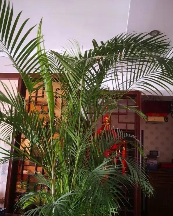 猪笼草|一个房间一盆花,清新驱蚊虫
