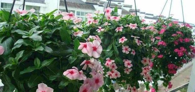  『夏季』希望自家的花草枝叶繁茂、开花旺？夏季勤修剪，3种植物砰砰开花