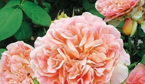 #优良#“优良月季”戴尔巴德,花型丰满,色泽柔和,非常值得拥有