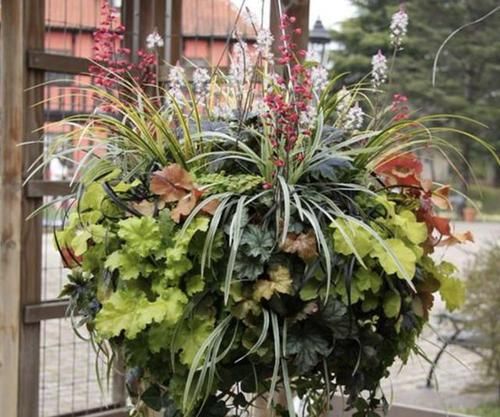  家里■2种“观叶植物”，比绿萝、吊兰都美，往家里放2盆，能观赏！
