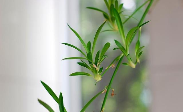  『枯萎』吊兰受欢迎程度高，适当修剪更茂盛，盆盆叶绿茂盛更好看