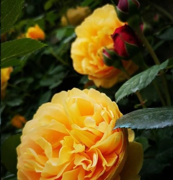  [发芽]月季花发芽长叶后不久就死了?教你一招避免“假活”!~