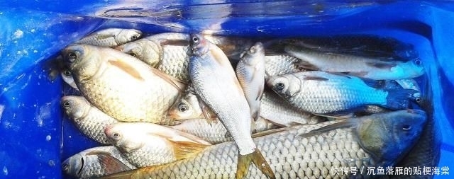 『1斤』豆芽麦粒加这些做窝料,发窝快留鱼久,湖库钓鱼必备